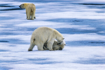 Polar bears cubs playing on the ice