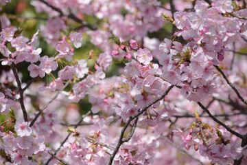 満開の桜