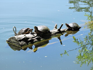 turtles in the pond