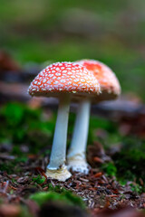 Fly agaric toadstool in forest