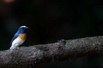 blue throated flycatcher male (cyornis rubeculoides ) on a branch of a tree