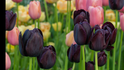 Claret Red Tulips Tulips Blooming In A Public Park, Garden, Backyard, Desktop Wallpaper