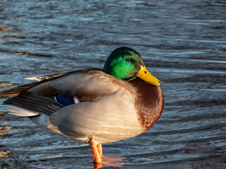 Breeding male mallard or wild duck (Anas platyrhynchos) with a glossy bottle-green head and a white collar standing on ice in a lake