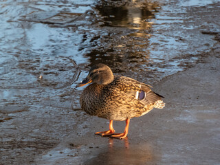 Adult female mallard or wild duck (Anas platyrhynchos) with predominantly mottled plumage standing on ice