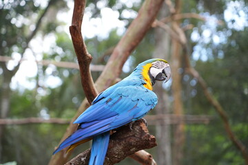 Blue and gold macaw at the Bird Park at Brazil Iguazu falls 