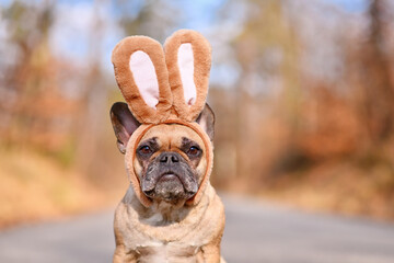 French Bulldog dog wearing Easter bunny costume ears headband