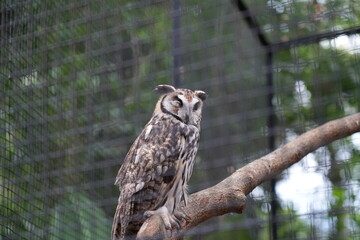 A Rusty-barred Owl sitting on a branch at Brazil Iguazu Birds Park
