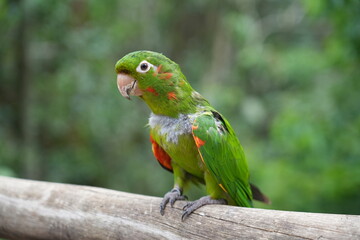 A Colorful parrot in Birds Park near to Iguazu National Park, Brazil 