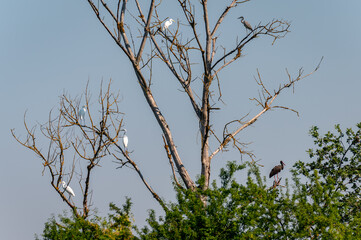 Obraz premium white herons The great egret and black storks in the crown of a tree in the Czech Republic