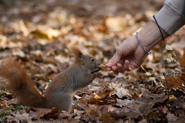 squirell 10