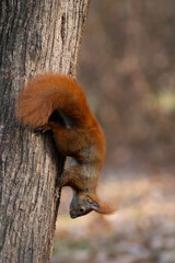 squirell 9 © Sebastian