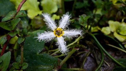 Beautiful white and yellow flower