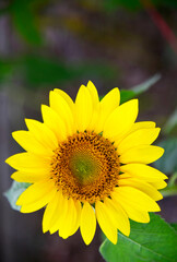 Beautiful yellow sunflowers on blurred background