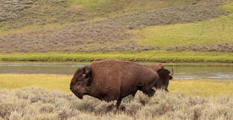 Bison Buffalo bulls chasing while fighting in Hayden Valley in Yellowstone National Park United...