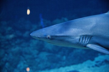 Portrait closeup of a reef shark taken in an auqarium.