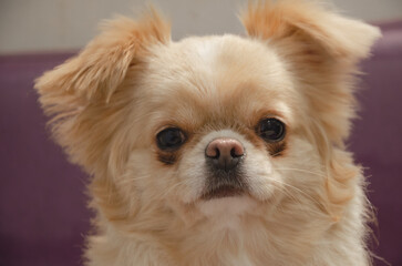 small beautiful dog, portrait, animal care