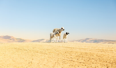 Three sheep in arid landscape in Morocco