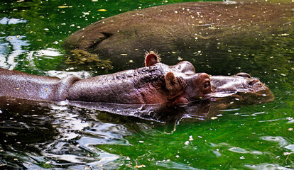 two hippos swimming together in green water
