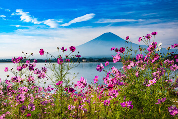 河口湖から富士山とコスモス