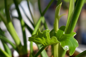 Obraz premium Growing plants 