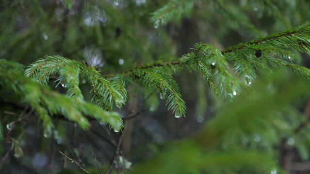 Drops of water flow down from the branches of spruce, melting snow in winter, macro shot