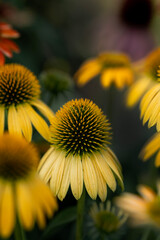 Flower wallpaper for lock screen, screen saver for mobile phone.
