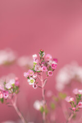 Flower wallpaper for lock screen, screen saver for mobile phone.
