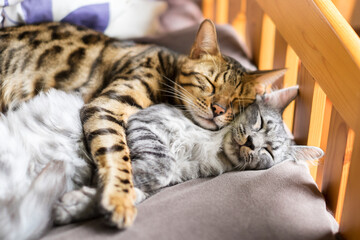 幸せそうに寝る猫_ベンガル猫 - obrazy, fototapety, plakaty