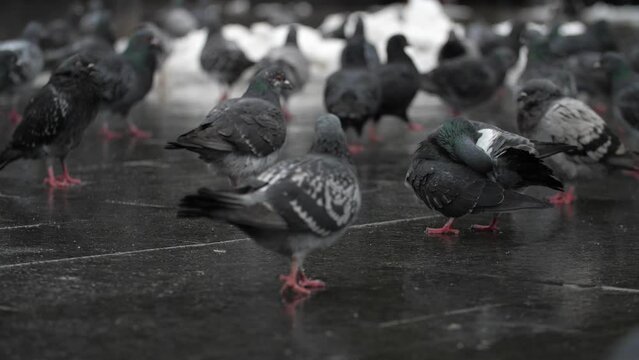 A large group of gray doves walks along the street, slow motion