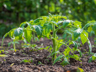 Tomato bush close-up in spring on a bed in the garden