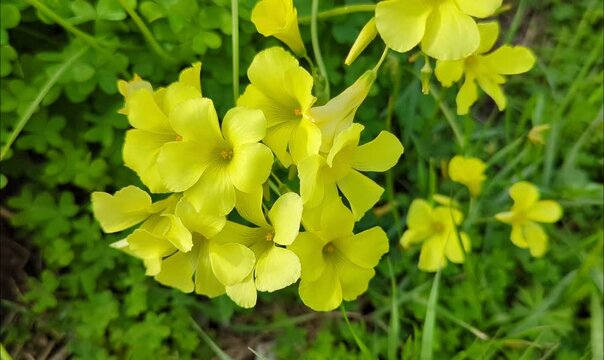 close up of bermuda buttercup yellow flower, sourgrass plant flower