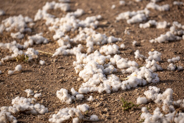 Close-up of cotton buds lying on the ground. Cotton seeds are spread across the field. Cotton is grown in the field for industrial purposes.