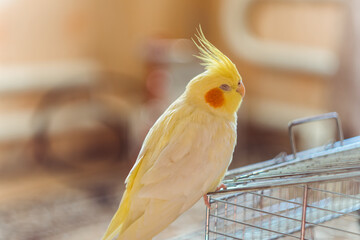 Cockatiel parrot.Bird with crest.Cute animal photo.Yellow bird.Favorite pet.Funny parrot.Home pet...