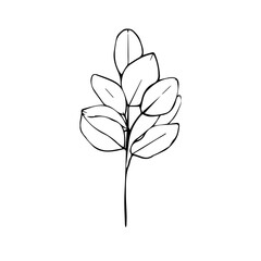 Hand drawn contour black twig. Plant. Part of a tree. Nature. Herbarium. Isolated on a white background.