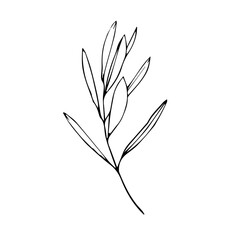 Hand drawn contour black twig. Plant. Part of a tree. Nature. Herbarium. Isolated on a white background.