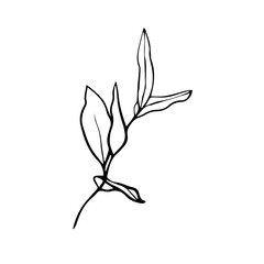 Hand drawn contour black twig. Plant. Part of a tree. Nature. Herbarium. Isolated on a white background.