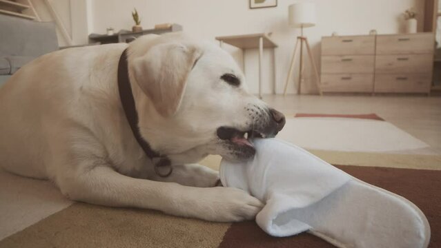 Lovely white labrador retriever chewing and biting white slipper while lying on carpet at cozy home
