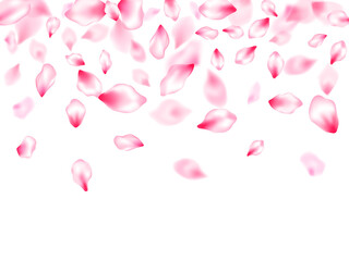 Spring blossom isolated petals flying