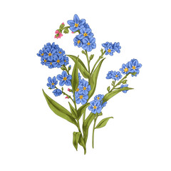 Forget-me-nots, myosotis, blossomed spring wild flower. Floral plant with gentle buds in vintage style. Scorpion grasses. Botanical drawn realistic vector illustration isolated on white background