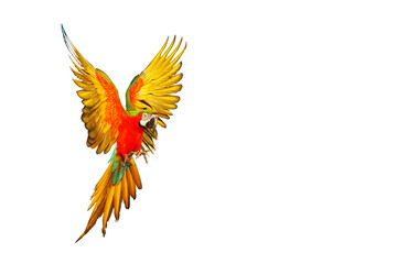 Colorful macaw parrot flying isolated on transparent background png file