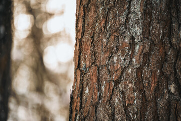 Fototapeta premium A macro close-up of a plant bark of fir tree with texture and detail crevices and rough surface
