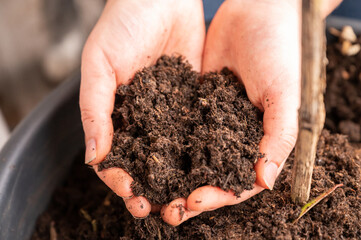 Close-up woman holding natural bio plant soil in her two hands, pot with soil in the background,...