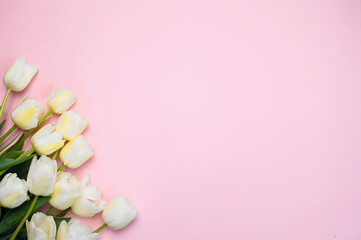 Fototapeta na wymiar White tulips on a pink paper background with space for a copy. Beautiful spring banner with white flowers for mother's day card, March 8, holiday, birthday, wedding