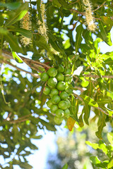 macadamia nuts on macadamia tree plant, fresh natural raw macadamia nuts in garden, planting macadamia nut fruit waiting for the harvest seeds