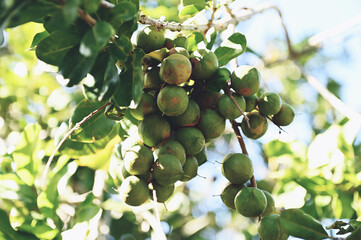 macadamia nuts on macadamia tree plant, fresh natural raw macadamia nuts in garden, planting macadamia nut fruit waiting for the harvest seeds