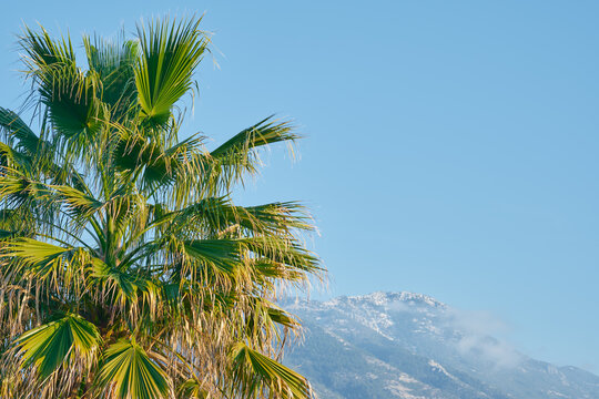 Noon, the sun illuminates the palm trees and snow-capped mountains in the Aegean region, the beginning of spring on the coast, the beginning of spring holidays, the idea for a background or postcard