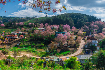 landscape of Beautiful Wild Himalayan Cherry Blooming pink Prunus cerasoides flowers at Phu Lom Lo Loei and Phitsanulok of Thailand - obrazy, fototapety, plakaty