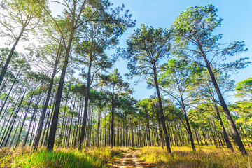 Pine forest in summer at Thung Salaeng Luang National Park, Thailand.