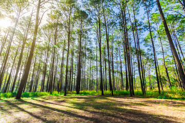 Pine forest in summer at Thung Salaeng Luang National Park, Thailand.