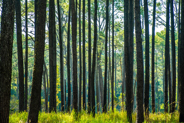 Pine forest in summer at Thung Salaeng Luang National Park, Thailand.